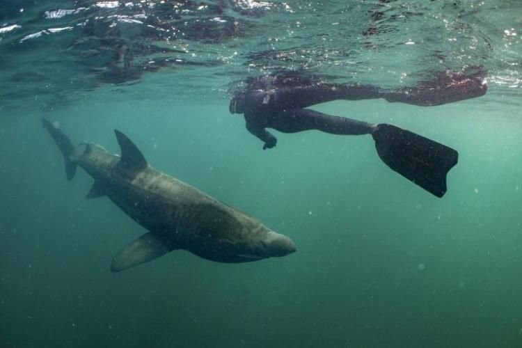 Дайверы спустились под воду и напоролись на акулу-гиганта