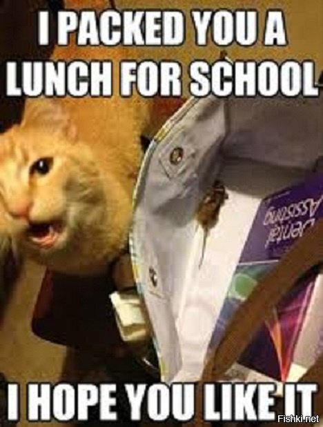 "Я собрала тебе обед в школу