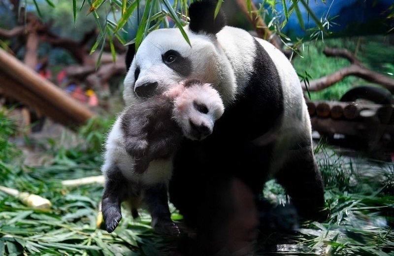 Видео: панда нянчит своего двухмесячного детеныша