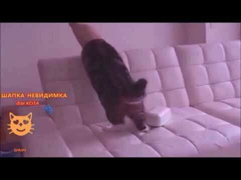 Шапка-невидимка для кота 