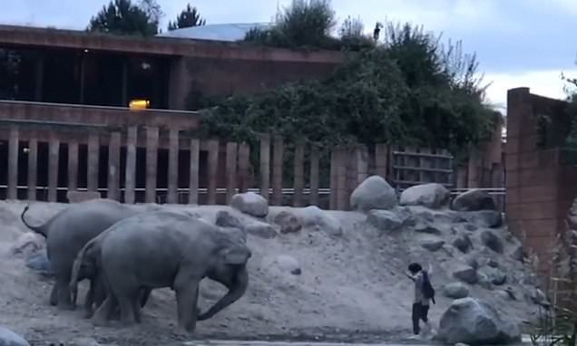 Видео: слоны выгоняют из своего вольера забравшегося туда посетителя зоопарка