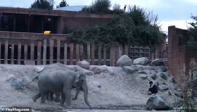 Взрослые слоны сразу заняли наступательно-оборонительную позицию: они закрыли юного слона, опустили хоботы вниз и начали издавать звуки, призванные спугнуть незваного гостя