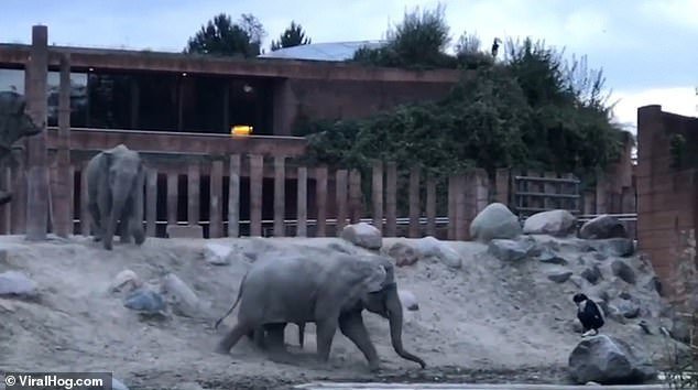 Мы не знаем, почему и с какой целью этот человек решил залезть в вольер к слонам в Копенгагенском зоопарке