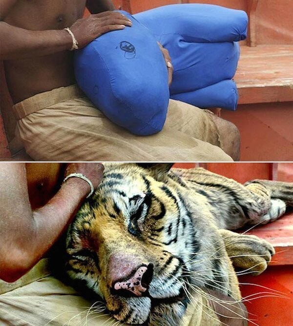 Тигр из фильма «Жизнь Пи» до и после применения спецэффектов.