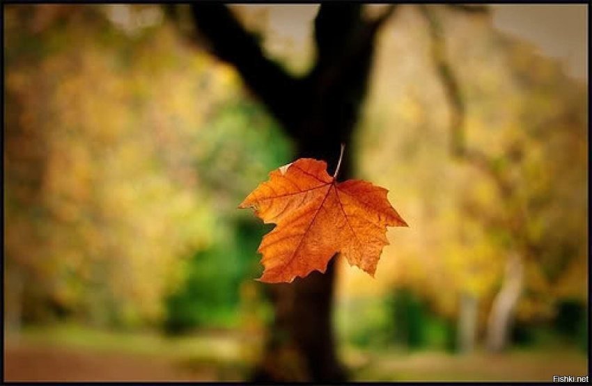 …Когда осенью падает первый лист,