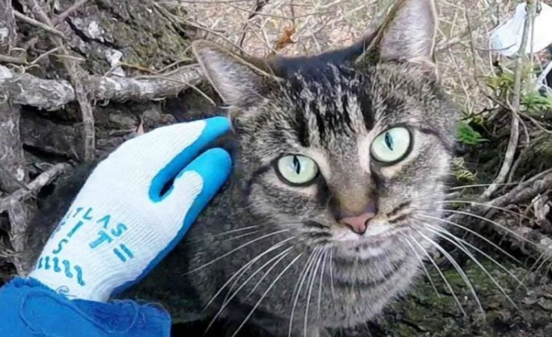 Спасатель котов 4 года снимает кошек с деревьев