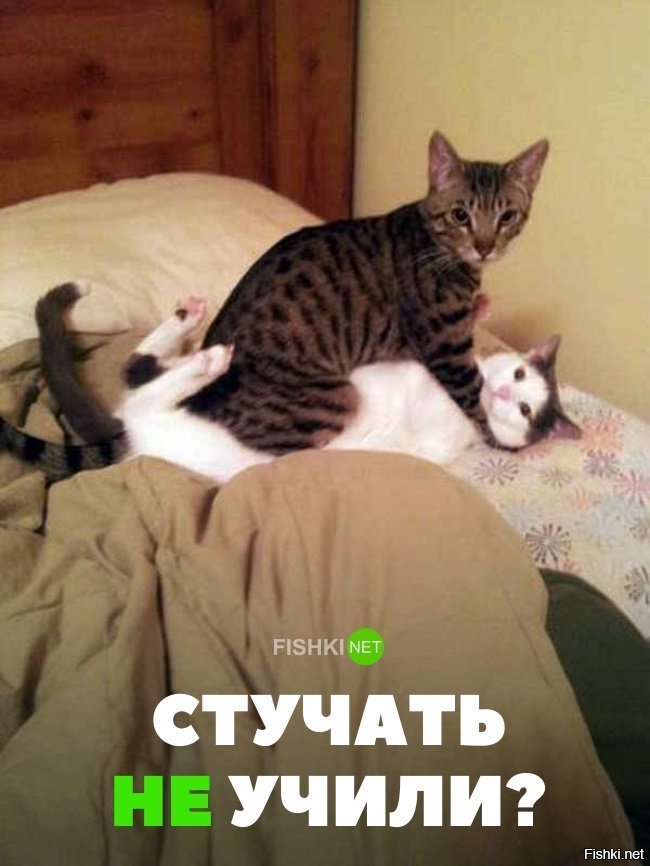 Стучать не учили?