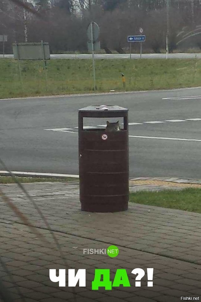 Чи да?