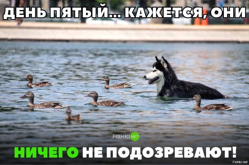 Ничего не подозревают