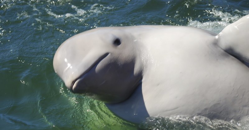 Белые киты не хотят покидать Лондон