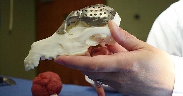 Ветеринары спасли таксу, напечатав ей новый череп