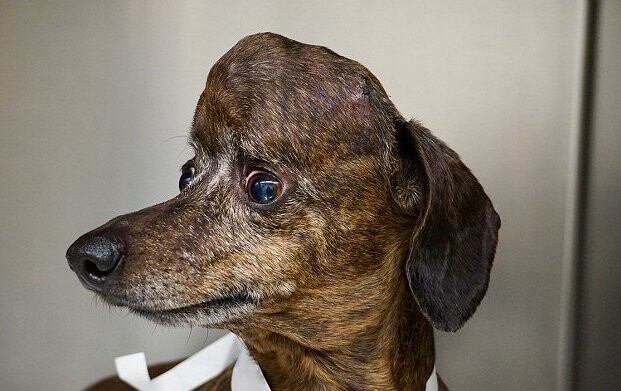 Ветеринары спасли таксу, напечатав ей новый череп
