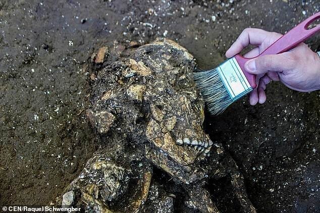 У людей, живших в Бразилии 6 тыс. лет назад, были идеальные зубы