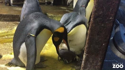 В датском зоопарке однополая пара пингвинов похитила детеныша у гетеросексуал... 