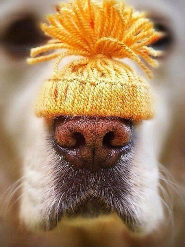 Крошечная вязанная шапочка для холодного собачьего носа