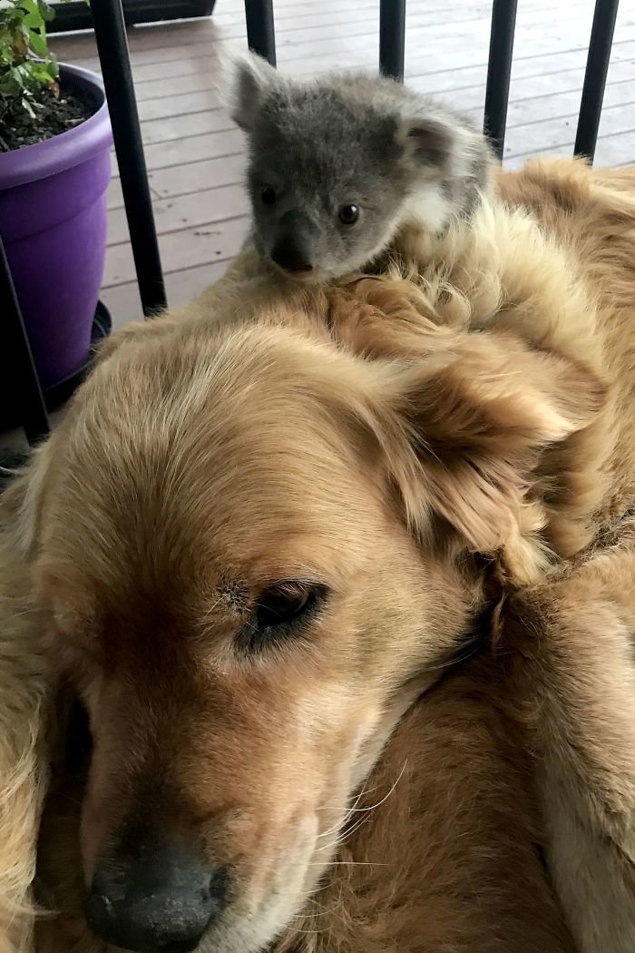 "Думаю, детеныш коалы выпал из маминой сумки и не знал, что делать"