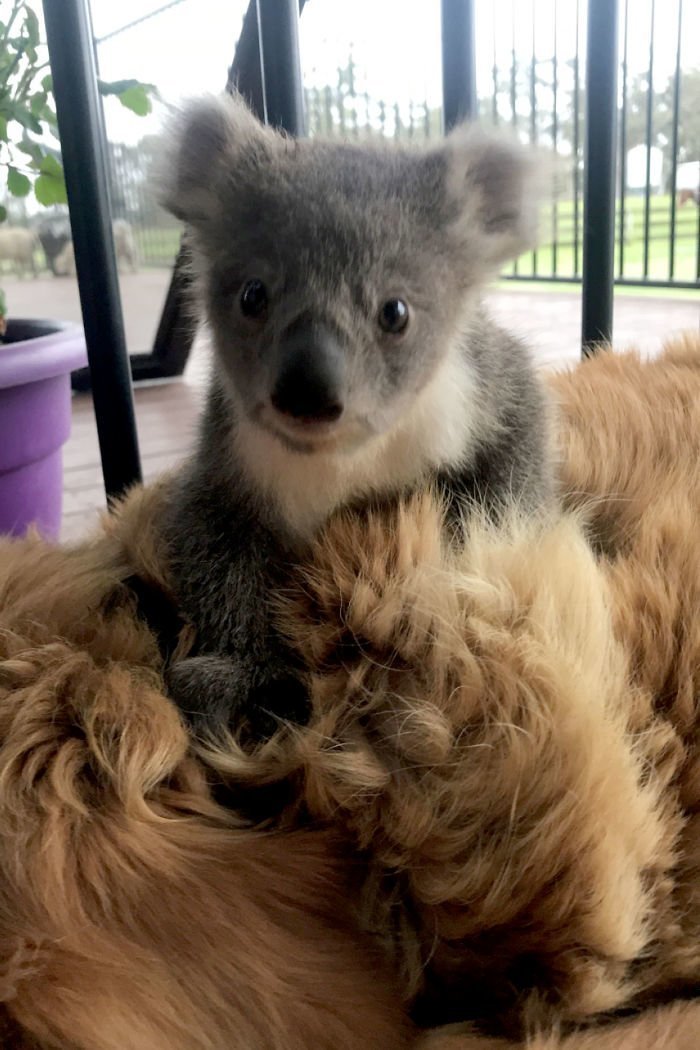 "И тут я увидела эту крошечную коалу, прижавшуюся к теплому боку нашей собаки Аши"