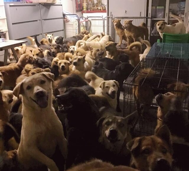 Безопасный приют для собак в Гонконге