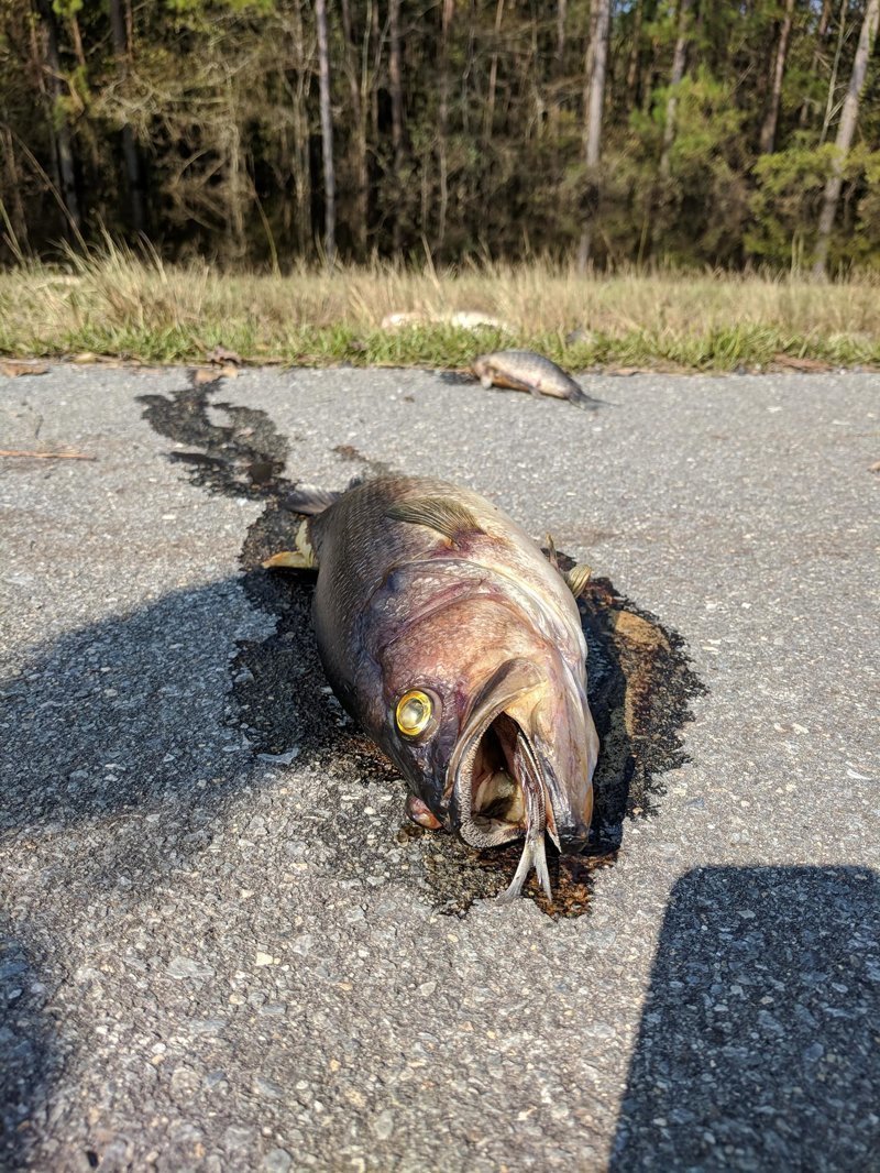 Загадка шоссе, усеянного мертвой рыбой