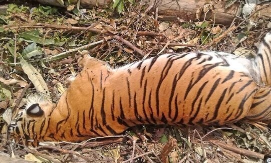 Трагическая случайность: в Индонезии убита беременная тигрица
