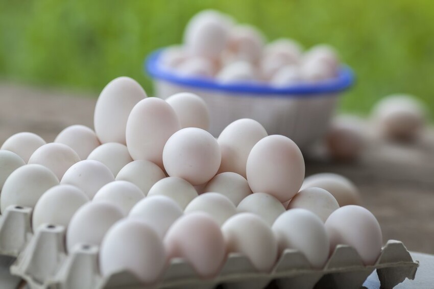 Привкус яиц. Яйцо белое. Самые белые яйца. Японские 9 яиц. Королева яиц.