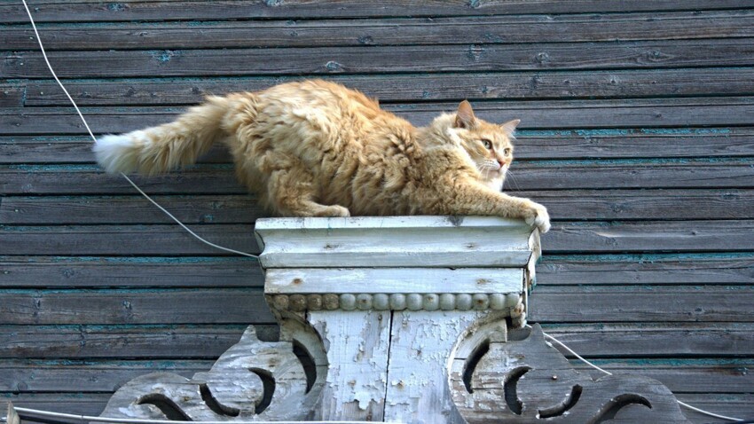 Кот васька сидит около забора. Уличные коты которые сидят на дерево и кайфую. текст уличные коты. уличные коты едят.