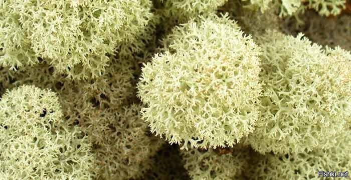 "Сухопутные кораллы" - лишайники