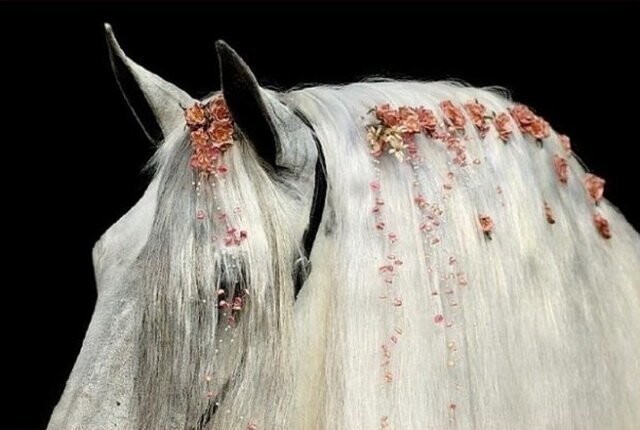 Лошади с красивыми прическами