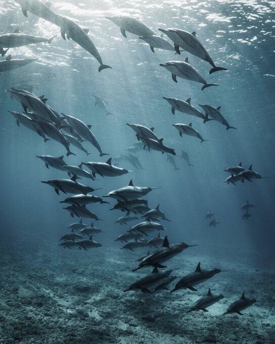 Миграция дельфинов