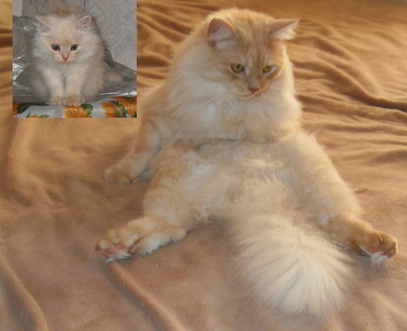 Ночная жизнь моих питомцев: кот Хамура Кусаки и пёс Арчи. Кошаку исполнился один год.
