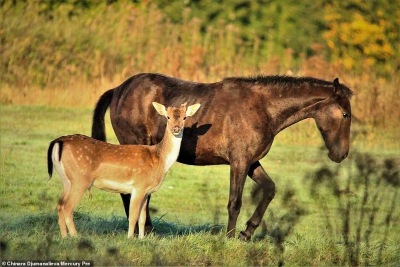 Каждое утро этот молодой олень приходит на пастбище к лошади, которую считает своей мамой