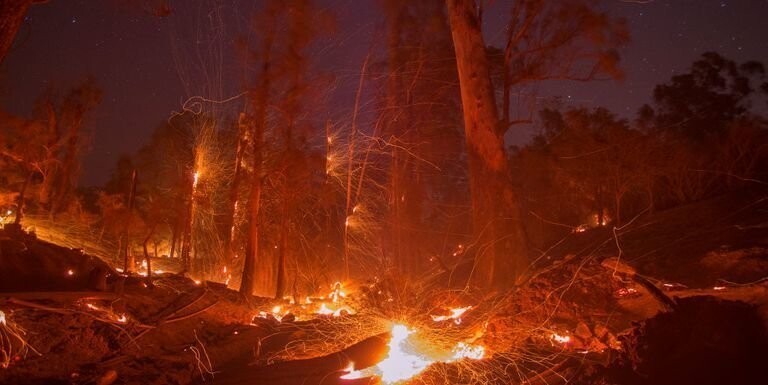 Американец устроил вечеринку в честь будущего ребенка и спалил 19 тысяч гектаров леса