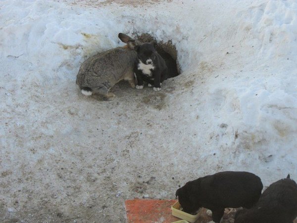 Домашний кролик вырыл себе на зиму нору и приютил трех щенят, которым он заменил папу