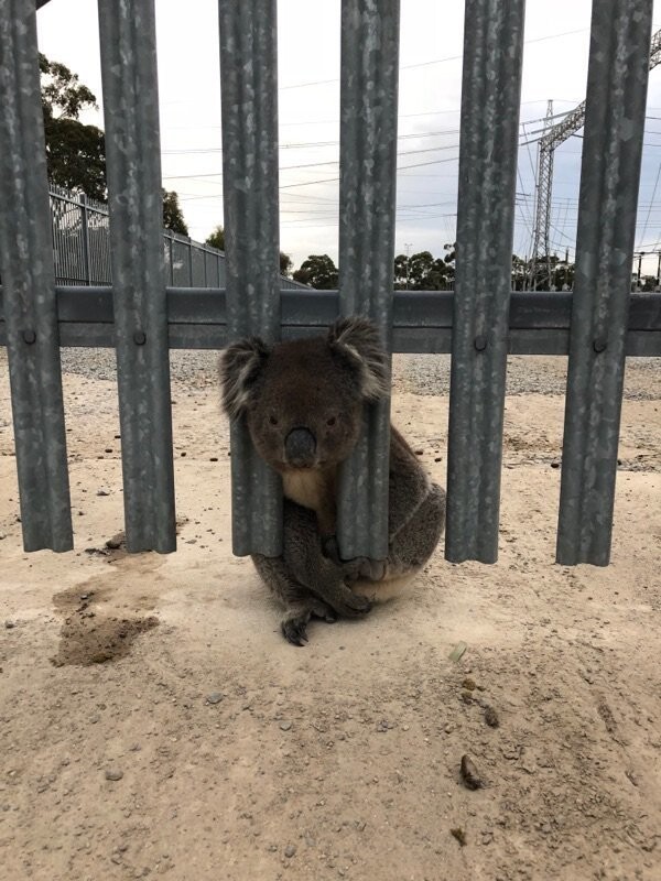 В Австралии уже в третий раз спасли особо невезучую коалу