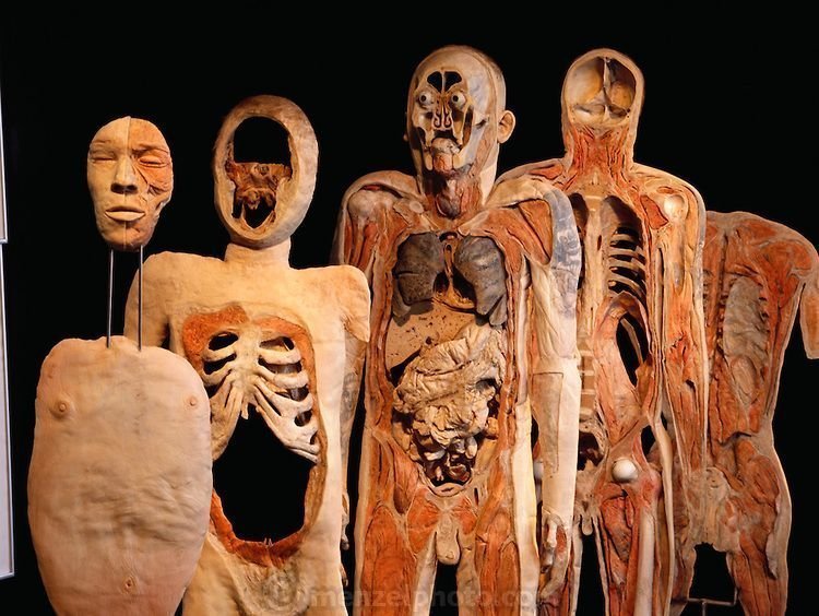 Как умру - не хороните: знаменитый анатом решил стать экспонатом своей выставки трупов