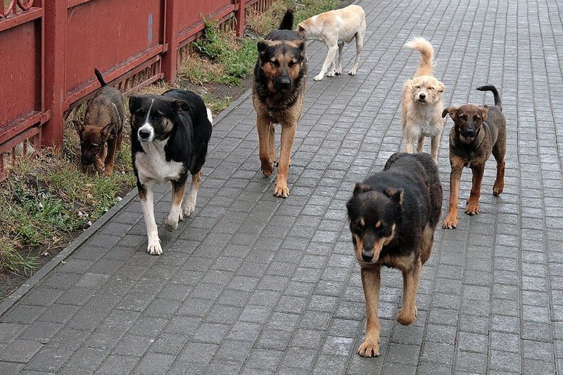 Целая стая собак держит в страхе одну из улиц Ростова-на-Дону 