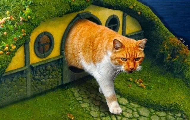 Необычный кошачий дом