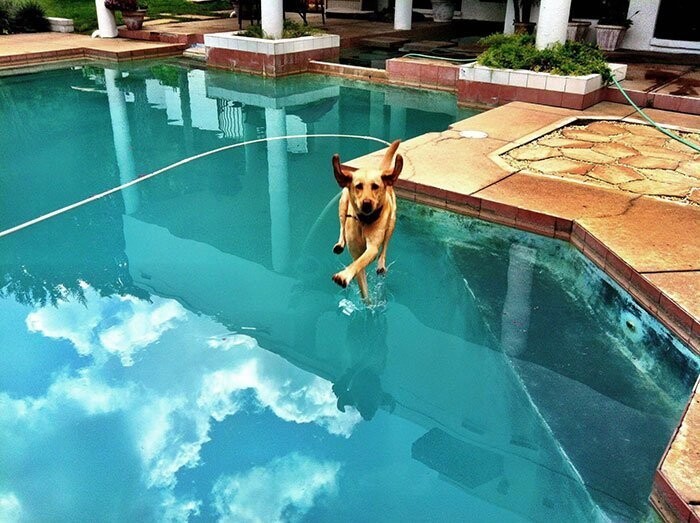 "Собаки - большие специалисты в беге по воде"