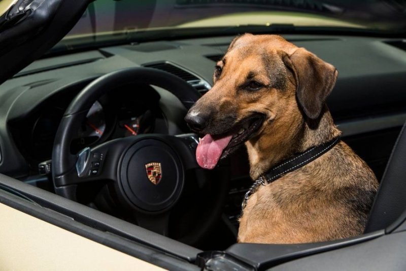Жевательный инцидент: когда собаке нравится вкус вашего нового Porsche