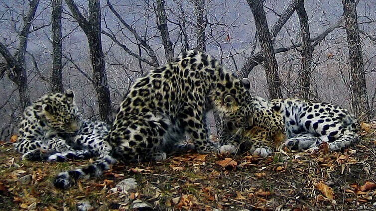 Эти снимки с фотоловушек удивили даже опытных зоологов