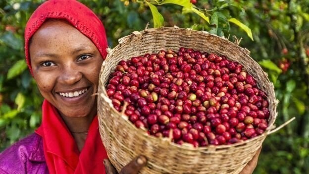 7. Кофе был открыт козами в Эфиопии (ну, по легенде)
