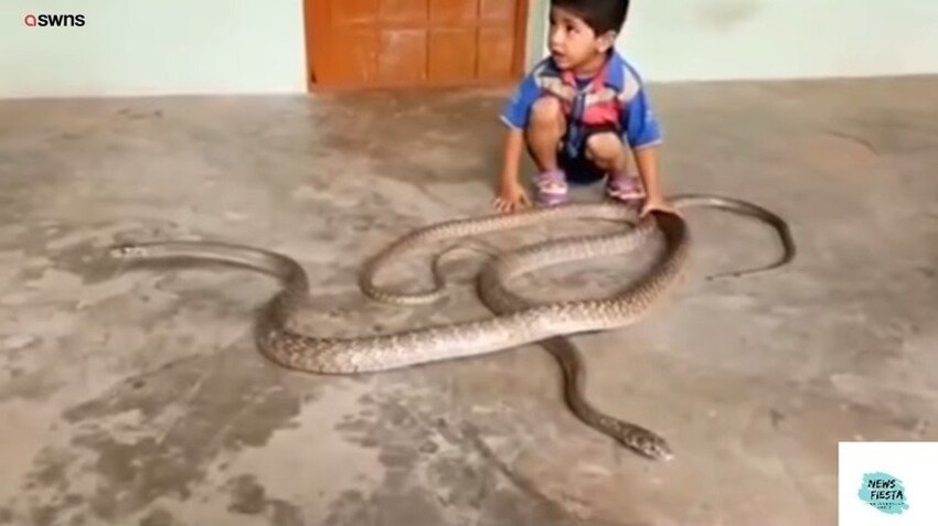 Змеи видео для детей. Змея для детей. Передача про змей для детей. Дети со змеями.