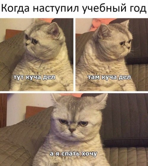 Субботний котопост