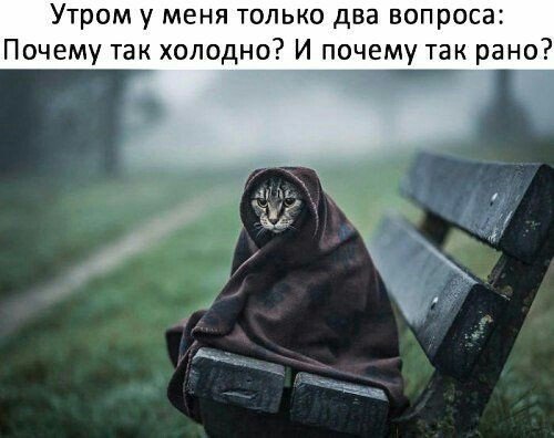 Субботний котопост