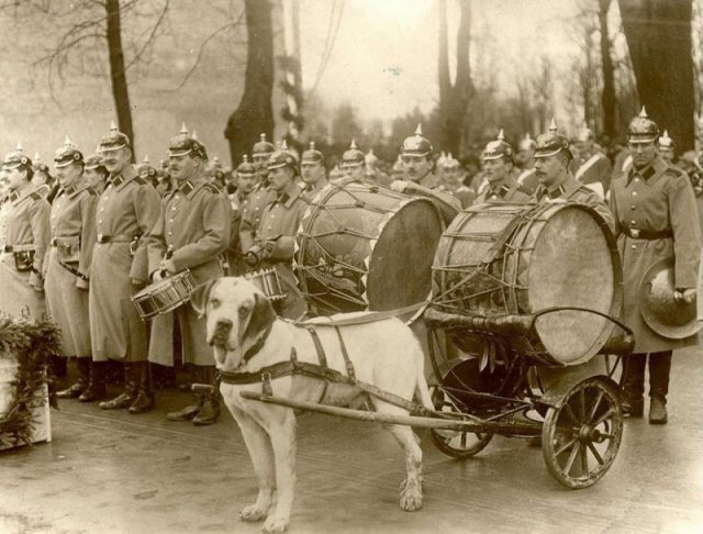 Военный оркестр с собакой-литаврщиком. Кенигсберг.1912-1913 г.