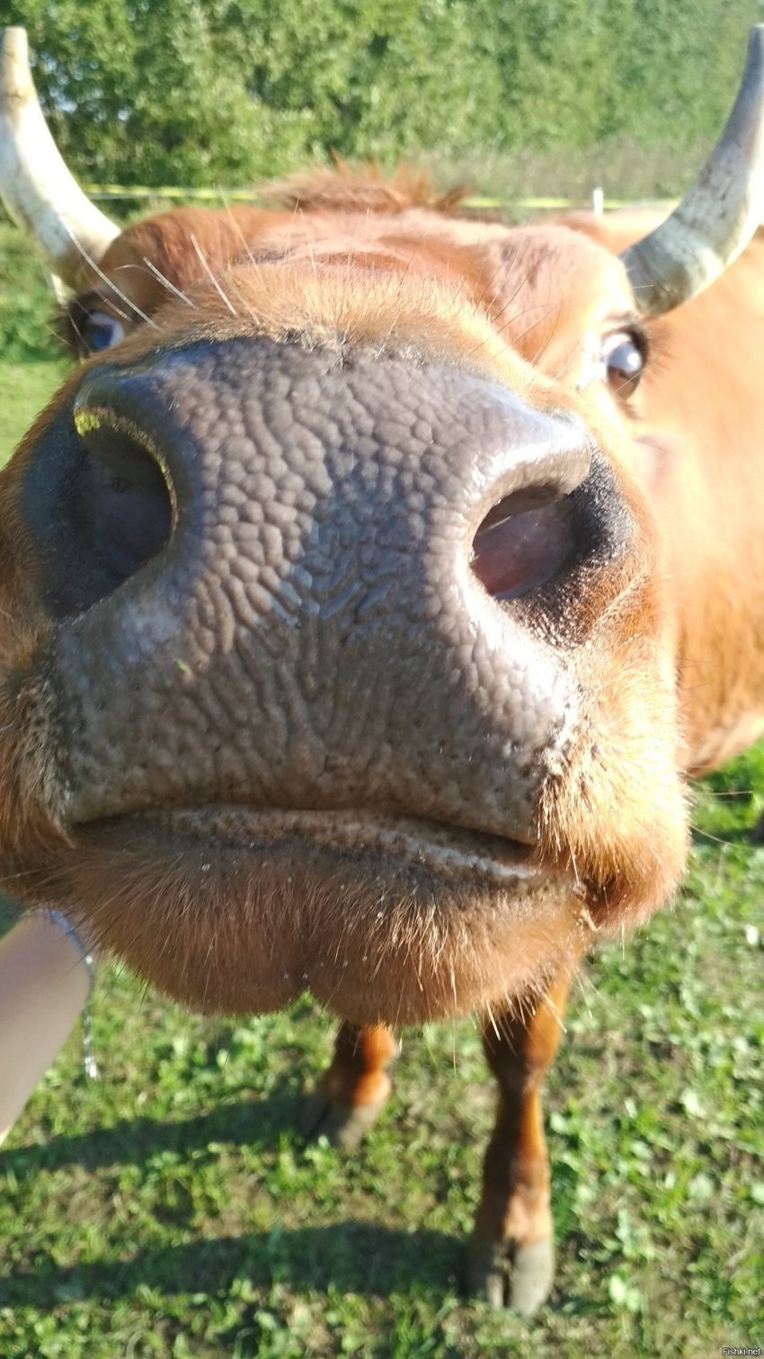 Вот вам нос коровий в ленту