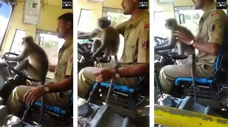 В Индии был заснят весёлый ролик с управлявшей автобусом обезьяной-водителем