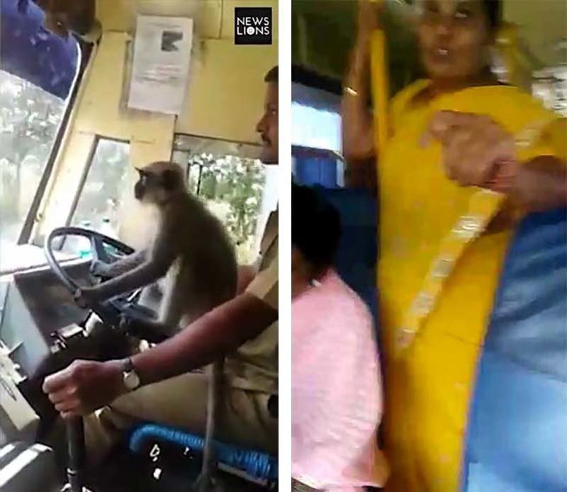 В Индии был заснят весёлый ролик с управлявшей автобусом обезьяной-водителем