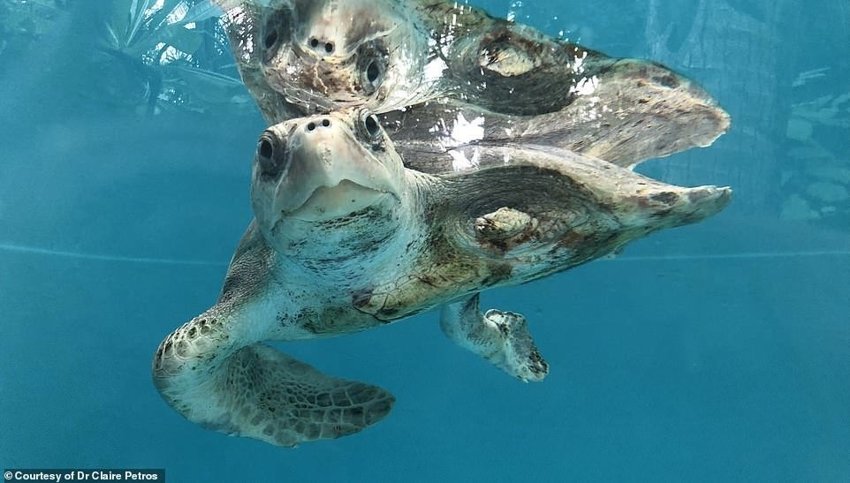 Акула спасла черепаху. Центр спасения морских черепах на Мальдивах. Фотоотчет Мальдивы черепахи. Дракончик Гоша спасает черепах.