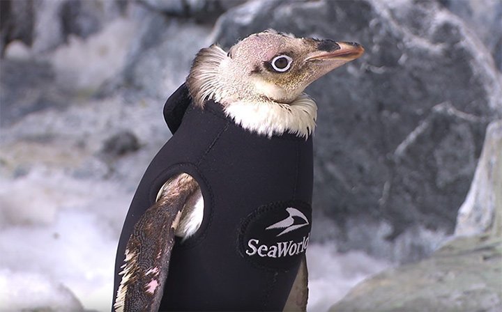Облысевший пингвин и гидрокостюм